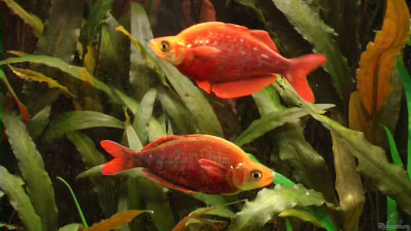 Besatz im Aquarium Becken 2316 von Tilo Schmiedl (20)