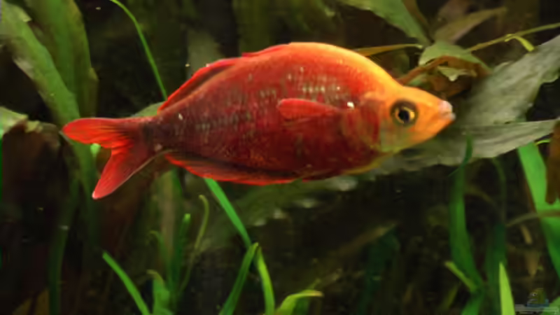 Besatz im Aquarium Becken 2316 von Tilo Schmiedl (25)