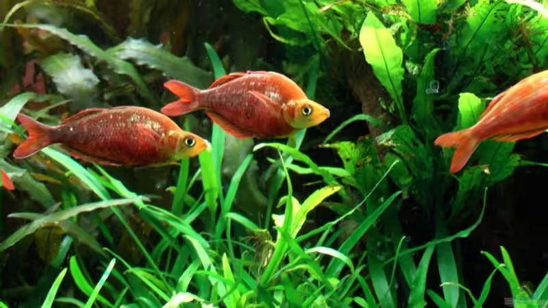 Besatz im Aquarium Becken 2316 von Tilo Schmiedl (26)