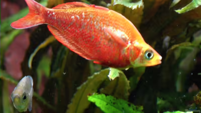 Besatz im Aquarium Becken 2316 von Tilo Schmiedl (27)