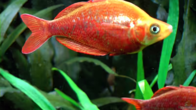 Besatz im Aquarium Becken 2316 von Tilo Schmiedl (28)