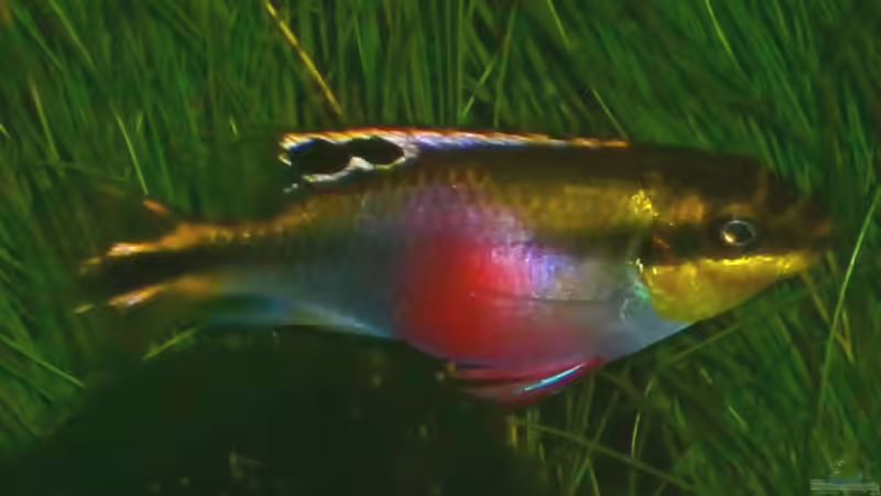 Besatz im Aquarium Becken 23166 von Dal3838 (10)