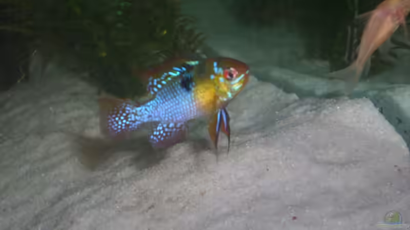 Besatz im Aquarium Becken 23166 von Dal3838 (12)