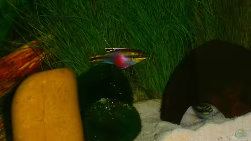 Besatz im Aquarium Becken 23166 von Dal3838 (13)