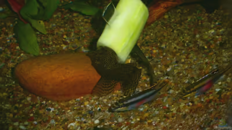 Besatz im Aquarium Becken 23166 von Dal3838 (14)