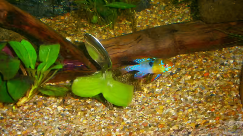 Besatz im Aquarium Becken 23166 von Dal3838 (15)