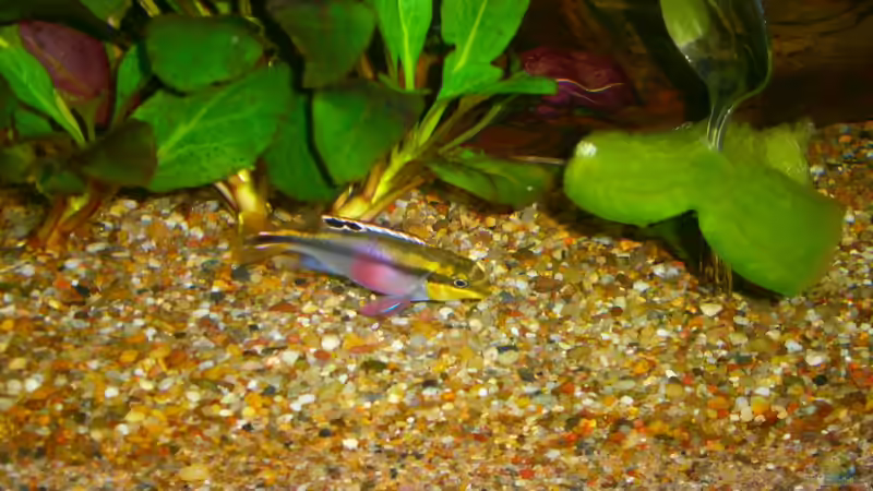 Besatz im Aquarium Becken 23166 von Dal3838 (16)