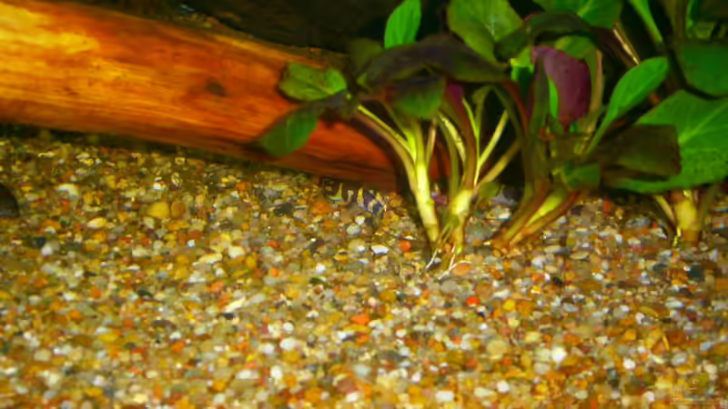 Besatz im Aquarium Becken 23166 von Dal3838 (17)