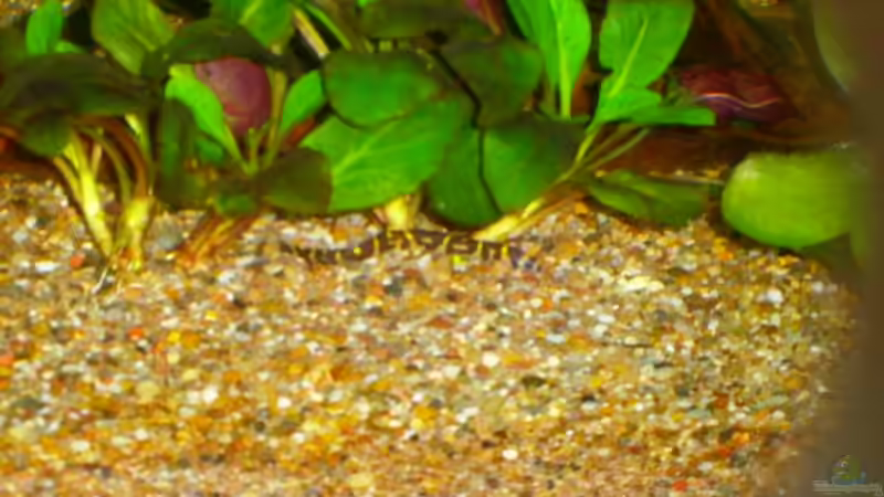 Besatz im Aquarium Becken 23166 von Dal3838 (18)