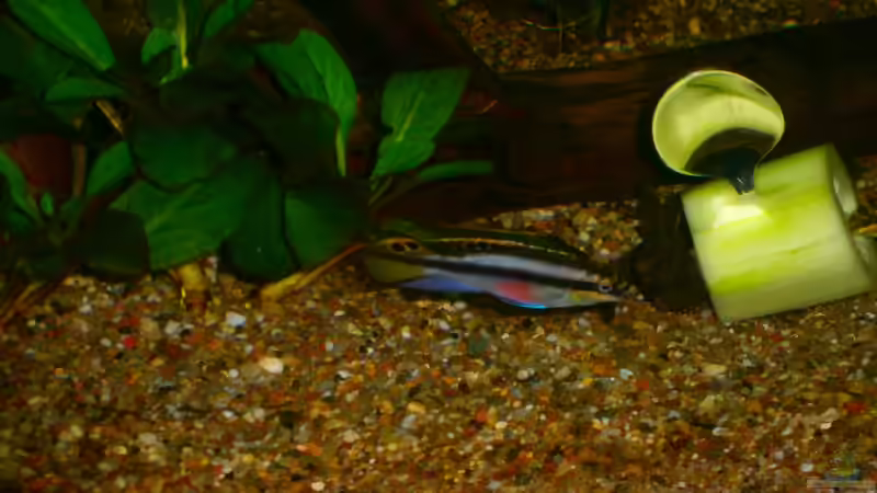 Besatz im Aquarium Becken 23166 von Dal3838 (19)