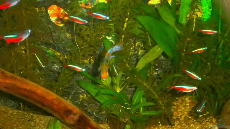 Besatz im Aquarium Becken 23166 von Dal3838 (20)