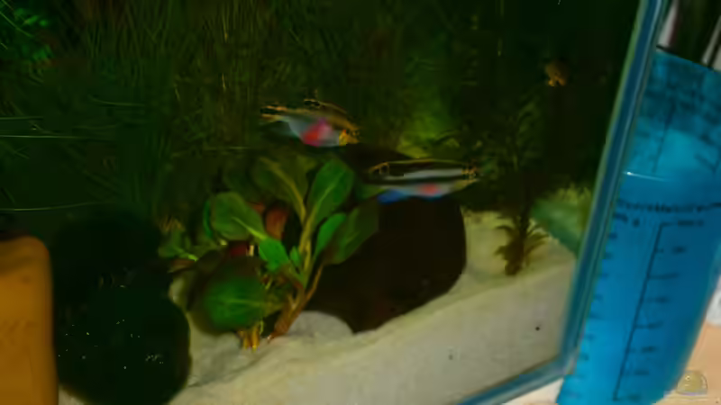 Besatz im Aquarium Becken 23166 von Dal3838 (21)