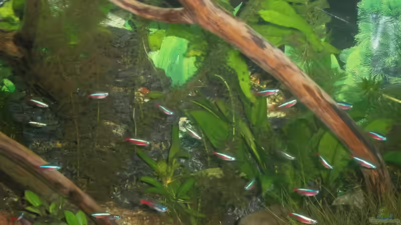 Besatz im Aquarium Becken 23166 von Dal3838 (22)