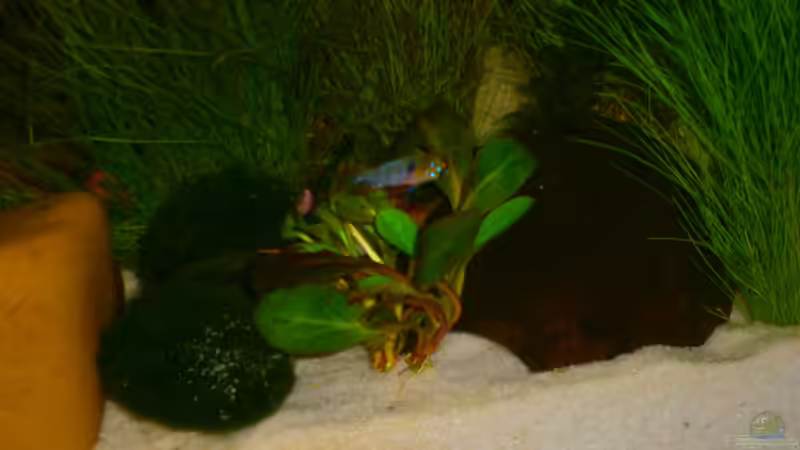 Besatz im Aquarium Becken 23166 von Dal3838 (23)