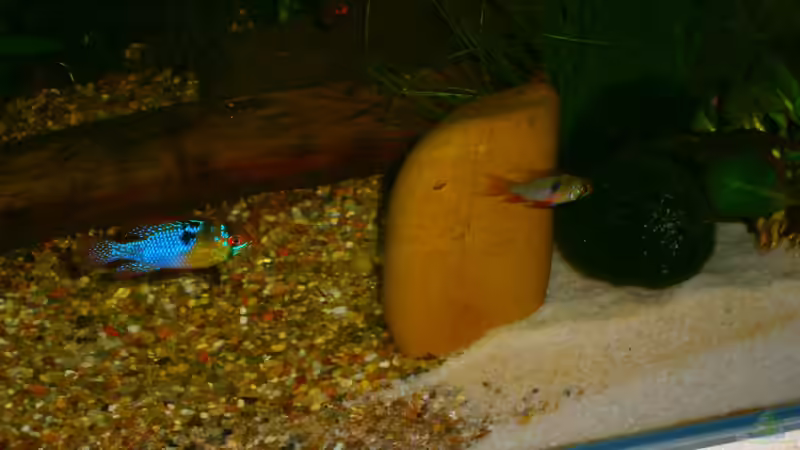 Besatz im Aquarium Becken 23166 von Dal3838 (24)