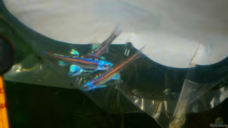 Besatz im Aquarium Becken 23166 von Dal3838 (25)