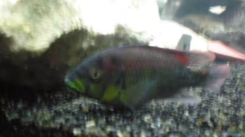 Besatz im Aquarium Becken 23266 von malawi trichter (10)