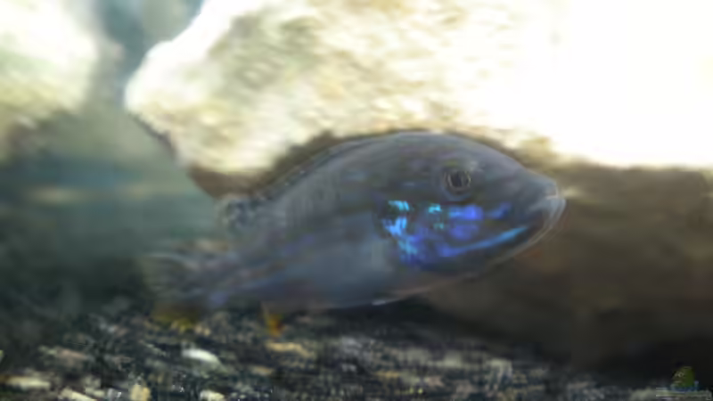 Besatz im Aquarium Becken 23266 von malawi trichter (11)