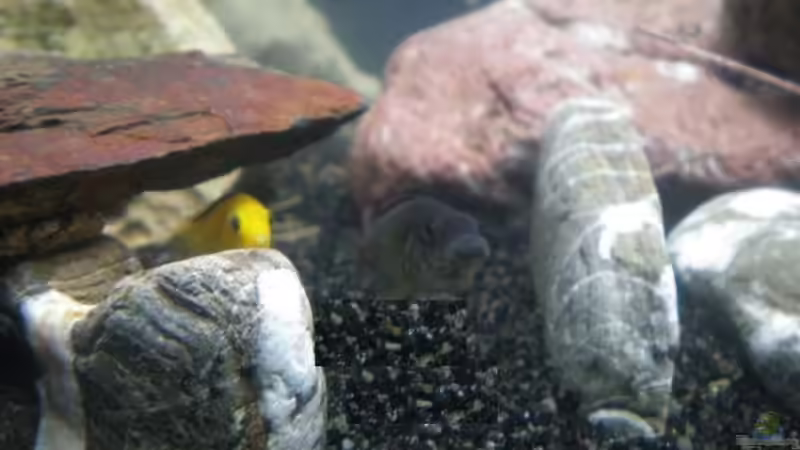 Besatz im Aquarium Becken 23266 von malawi trichter (9)