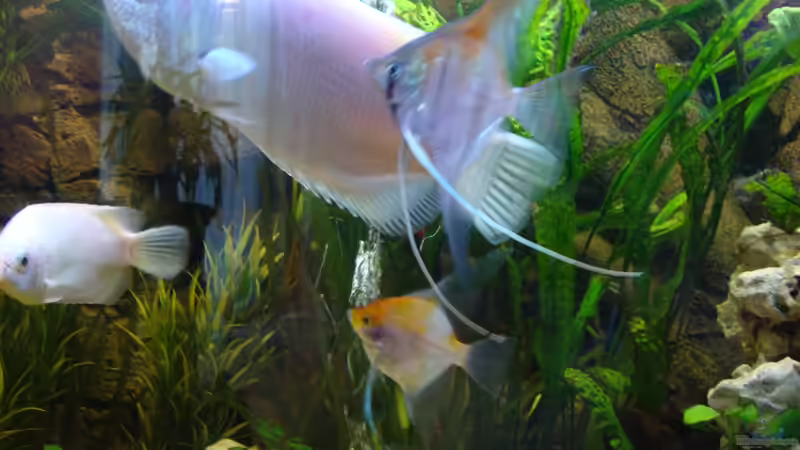 Besatz im Aquarium Becken 23306 von Stefan Hülsmann (10)