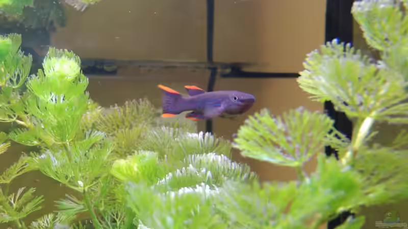 Besatz im Aquarium Becken 23314 von Tino Schurz (4)