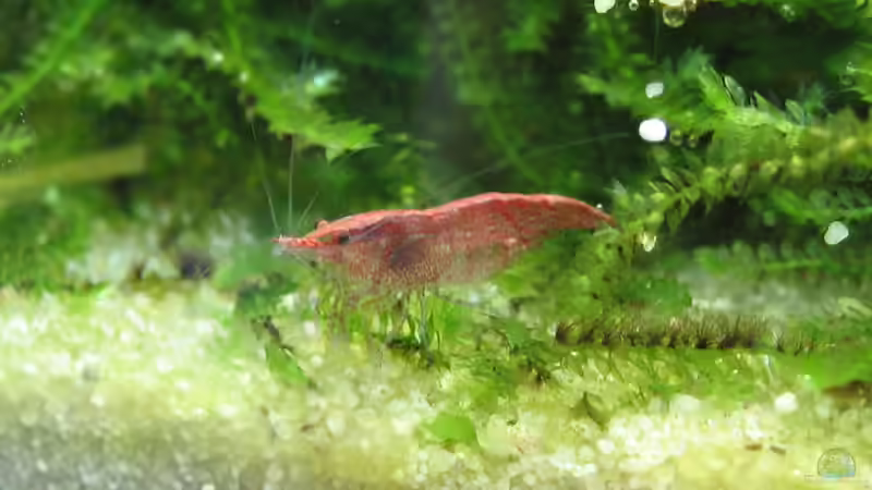 Besatz im Aquarium Becken 2332 von Christian Stoff (10)