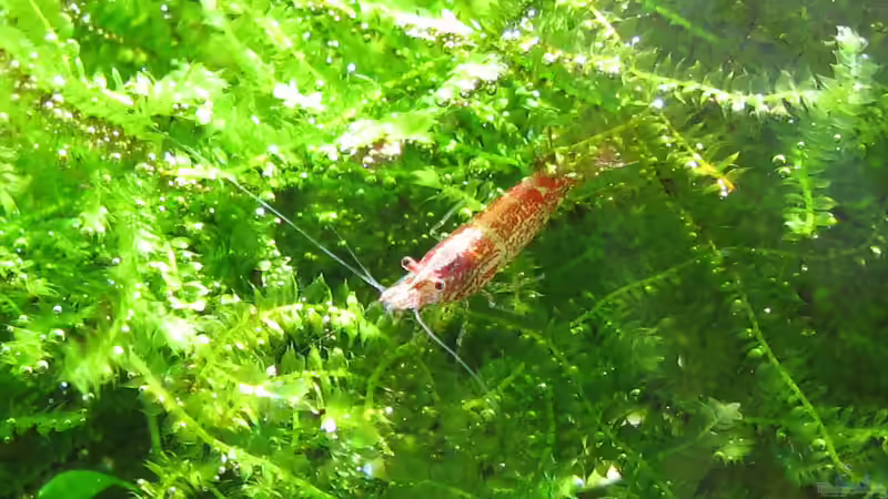 Besatz im Aquarium Becken 2332 von Christian Stoff (9)