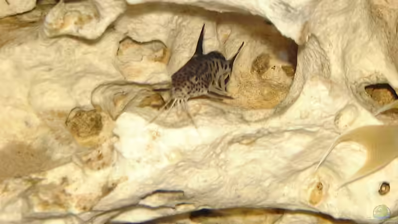 Besatz im Aquarium Becken 234 von Frank Sanné (13)