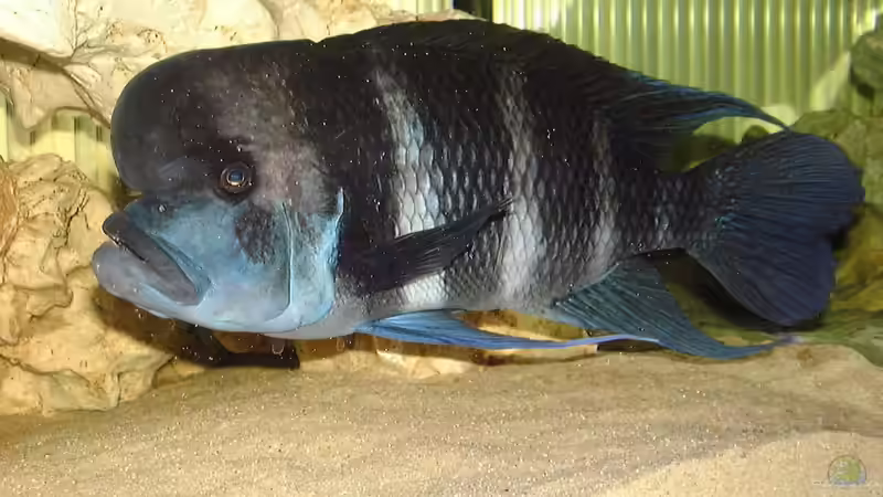 Besatz im Aquarium Becken 234 von Frank Sanné (14)