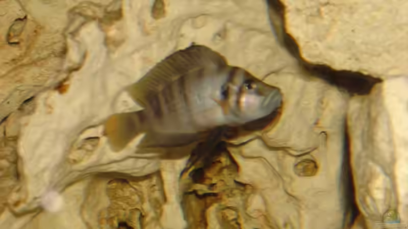 Besatz im Aquarium Becken 234 von Frank Sanné (16)