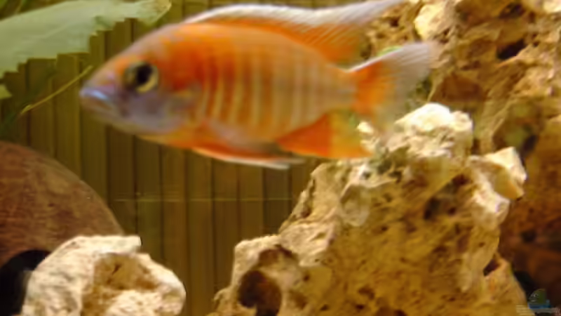 Besatz im Aquarium Becken 234 von Frank Sanné (17)