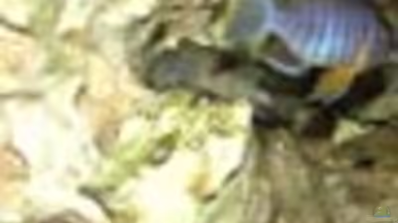 Besatz im Aquarium Becken 234 von Frank Sanné (18)