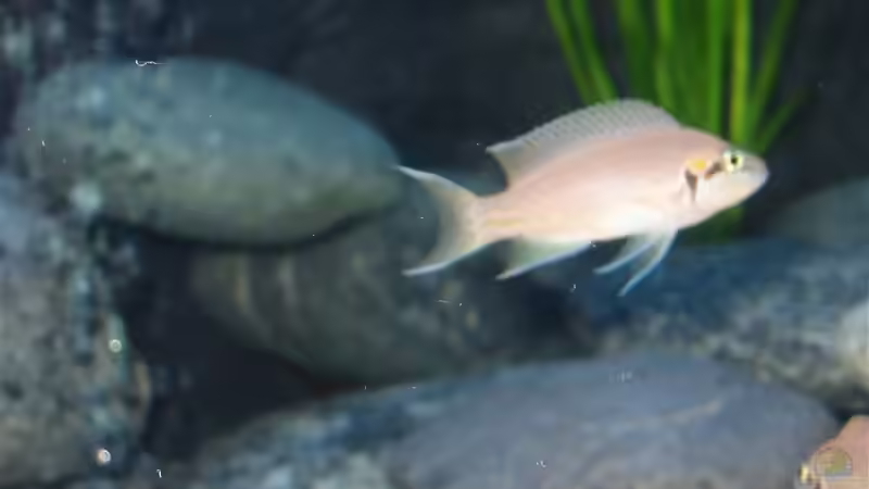 Besatz im Aquarium Becken 2346 von J.Liebold (17)