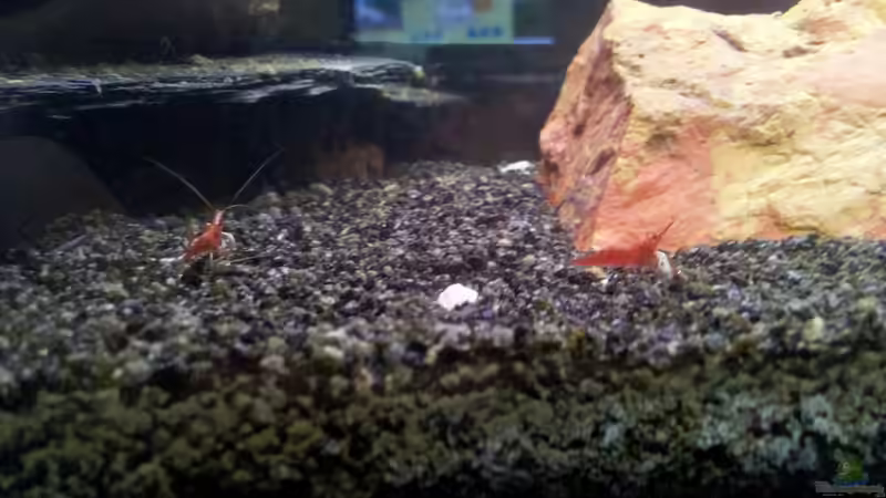 Besatz im Aquarium Becken 23481 von Exoskelett-Fan (16)