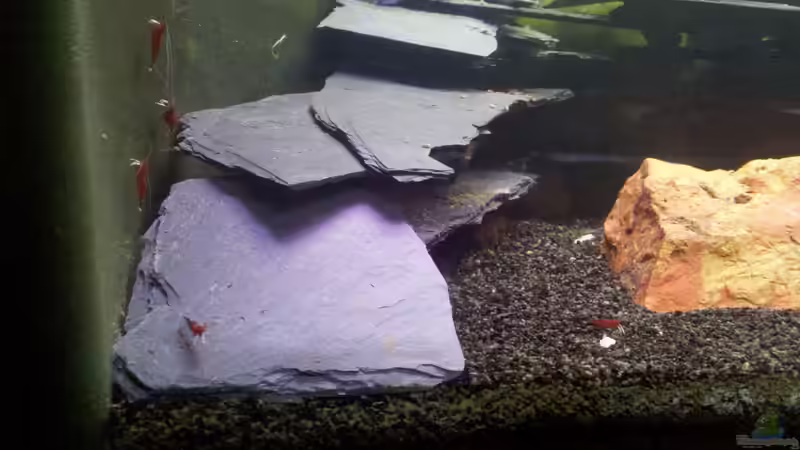 Besatz im Aquarium Becken 23481 von Exoskelett-Fan (17)