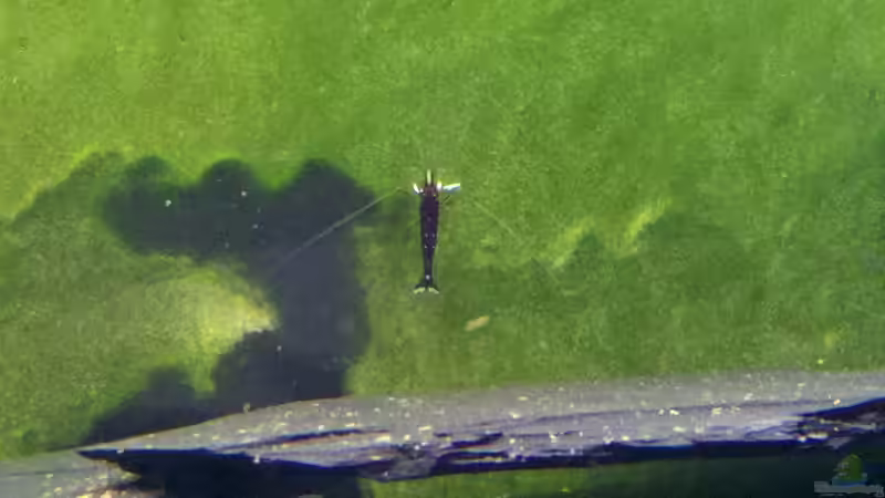 Besatz im Aquarium Becken 23481 von Exoskelett-Fan (22)