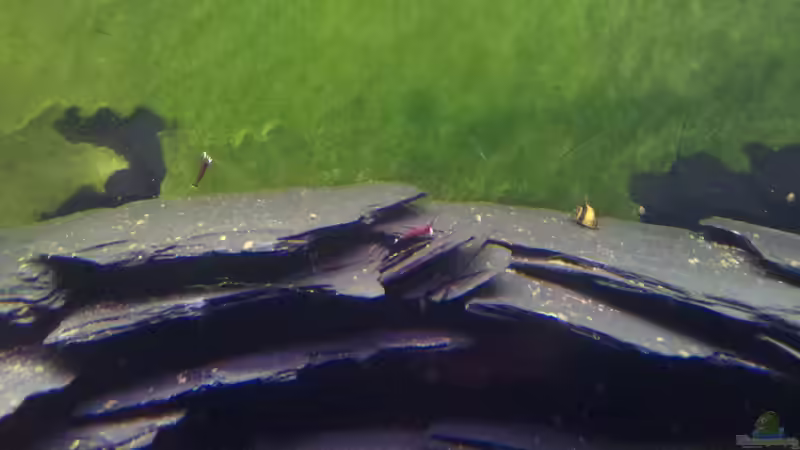 Besatz im Aquarium Becken 23481 von Exoskelett-Fan (23)