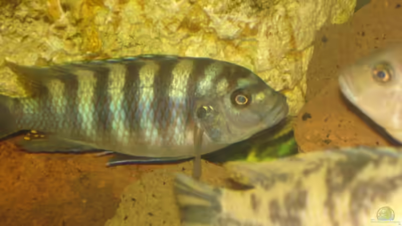 Besatz im Aquarium Becken 2350 von Wouter Van Renterghem (11)