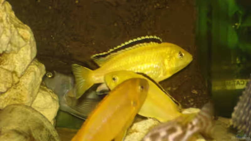 Besatz im Aquarium Becken 2350 von Wouter Van Renterghem (12)