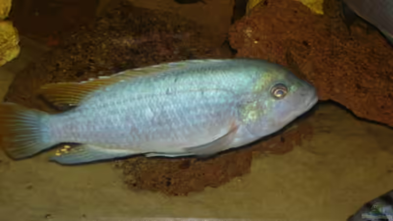 Besatz im Aquarium Becken 2350 von Wouter Van Renterghem (13)