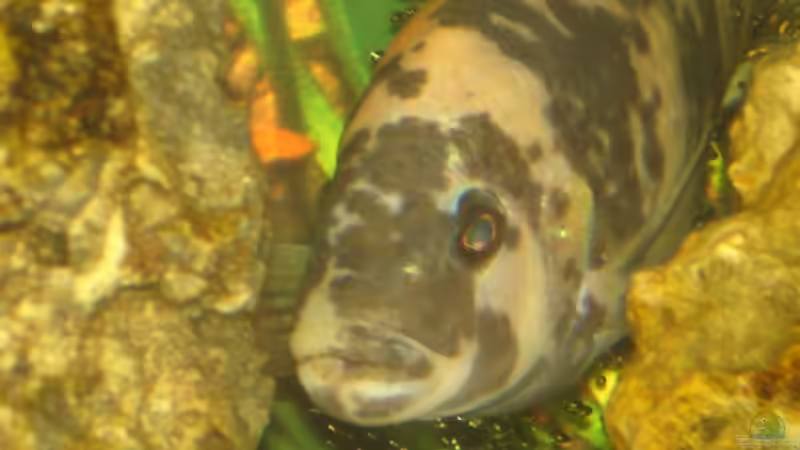 Besatz im Aquarium Becken 2350 von Wouter Van Renterghem (14)