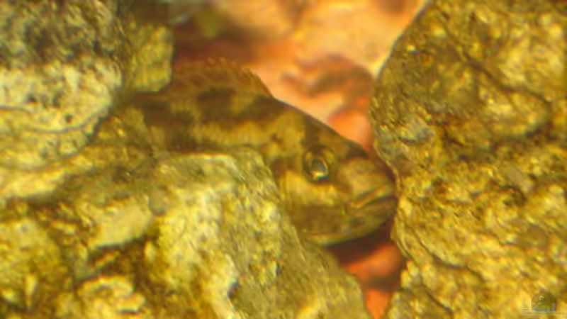 Besatz im Aquarium Becken 2350 von Wouter Van Renterghem (15)