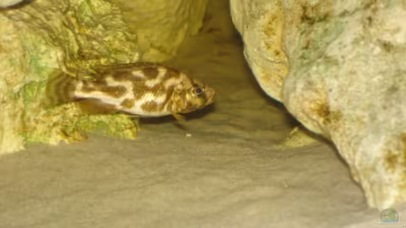 Besatz im Aquarium Becken 2350 von Wouter Van Renterghem (16)