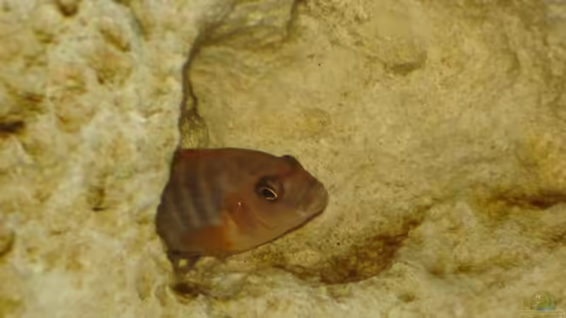 Besatz im Aquarium Becken 2350 von Wouter Van Renterghem (17)