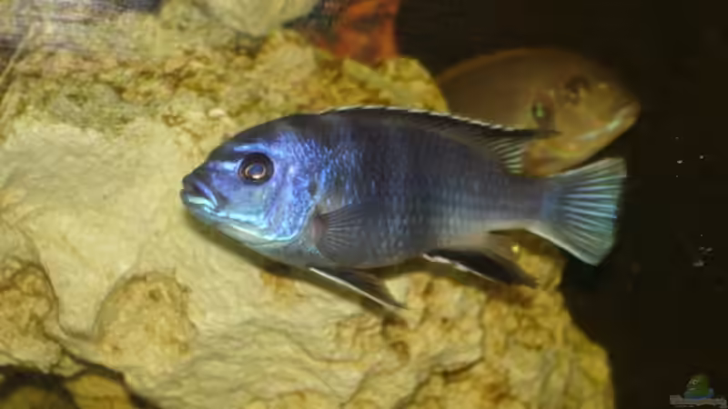 Besatz im Aquarium Becken 2350 von Wouter Van Renterghem (18)