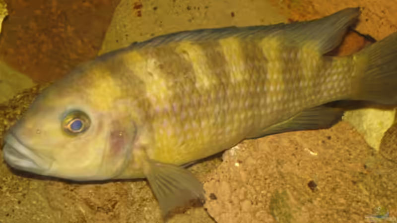 Besatz im Aquarium Becken 2350 von Wouter Van Renterghem (19)