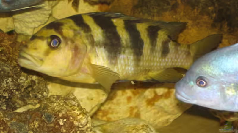 Besatz im Aquarium Becken 2350 von Wouter Van Renterghem (20)