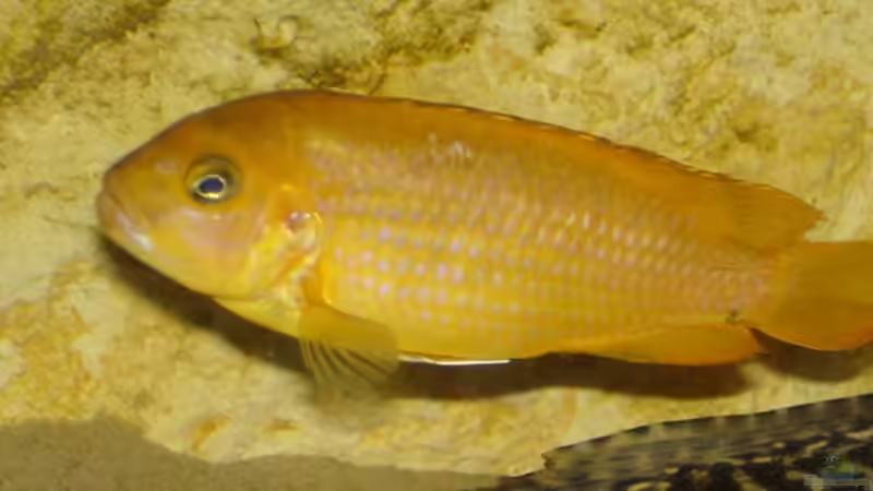 Besatz im Aquarium Becken 2350 von Wouter Van Renterghem (21)