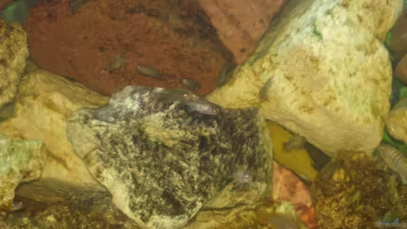 Besatz im Aquarium Becken 2350 von Wouter Van Renterghem (22)