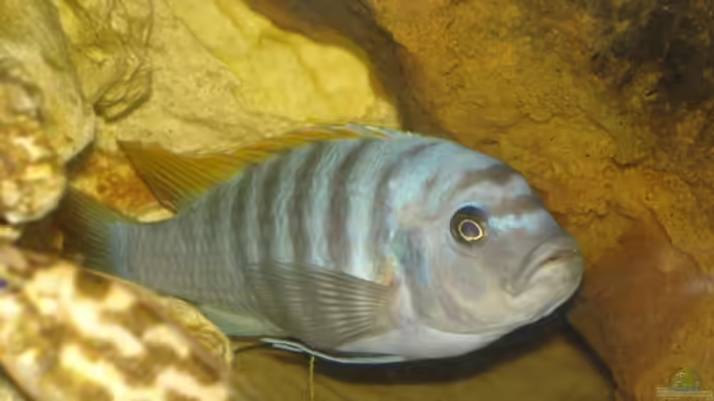 Besatz im Aquarium Becken 2350 von Wouter Van Renterghem (8)